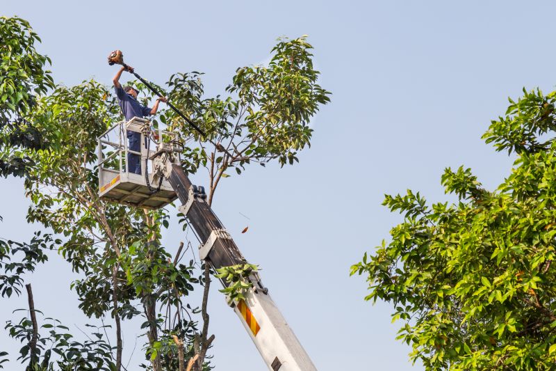 Local Tree Trimming pros at work