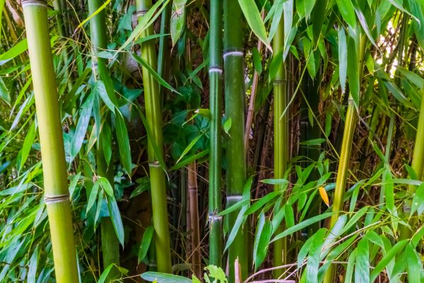 Bamboo Trimming in Shawnee
