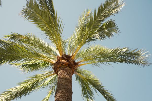 Palm Tree Pruning in Shawnee
