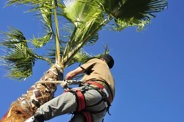 Palm Tree Trimming in Shawnee
