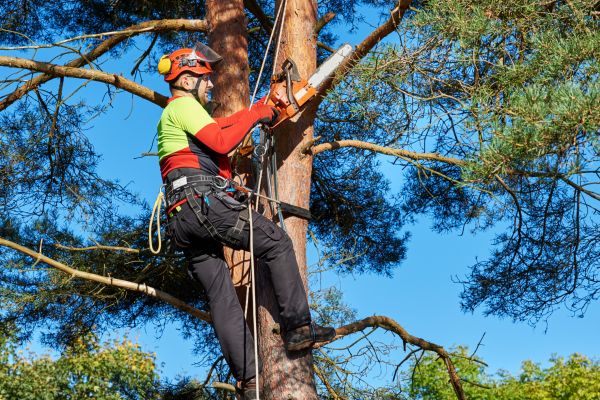 Tree Service in Shawnee