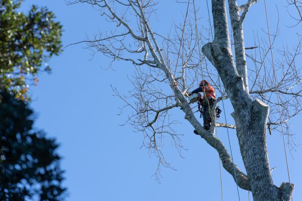 Tree Topping Service in Shawnee