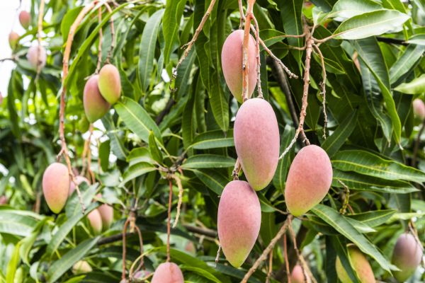 Mango Tree Trimming in Shawnee