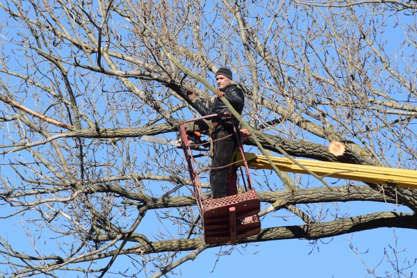 Cost of Emergency Tree Trimming in Shawnee