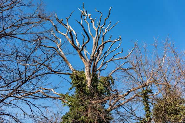 Cost of Deadwood Removal in Shawnee