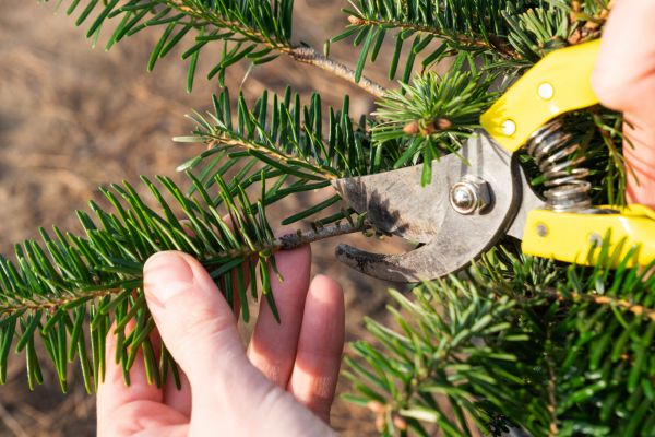 Pine Tree Pruning in Shawnee