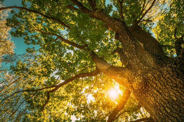 Oak Tree Pruning in Shawnee
