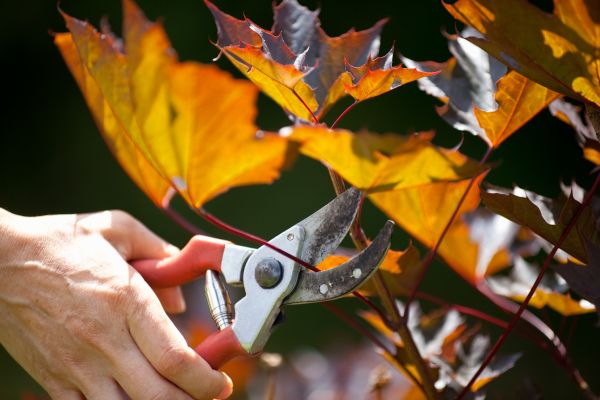 Maple Tree Pruning in Shawnee