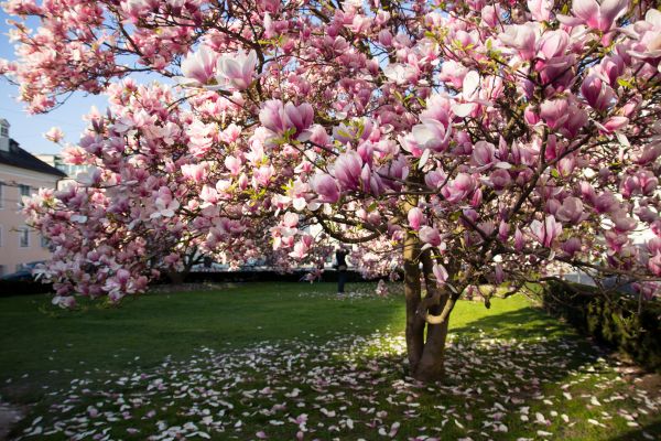 Magnolia Tree Pruning in Shawnee