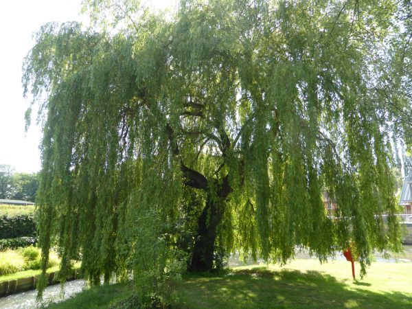 Willow Tree Trimming in Shawnee