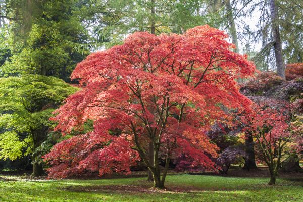 Japanese Maple Pruning in Shawnee