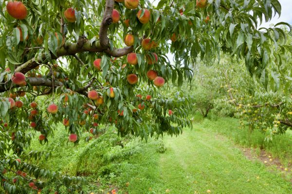 Peach Tree Pruning in Shawnee