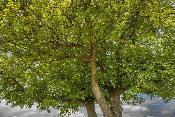Walnut Tree Trimming in Shawnee