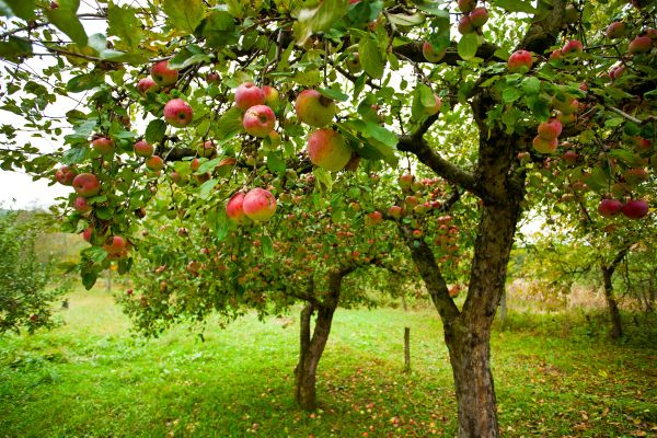 Apple Tree Pruning in Shawnee
