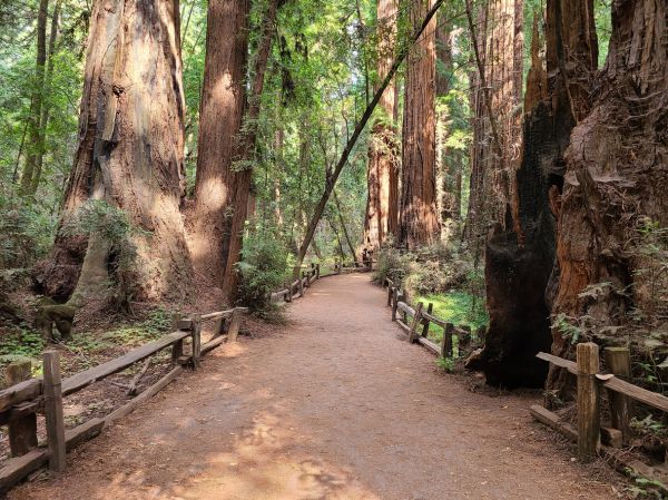 Redwood Tree Pruning in Shawnee