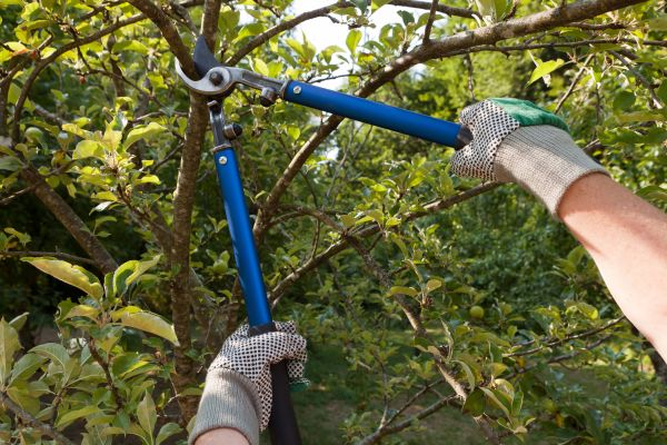 Residential Tree Pruning in Shawnee