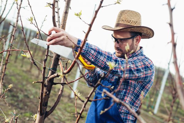 Orchard Tree Pruning in Shawnee