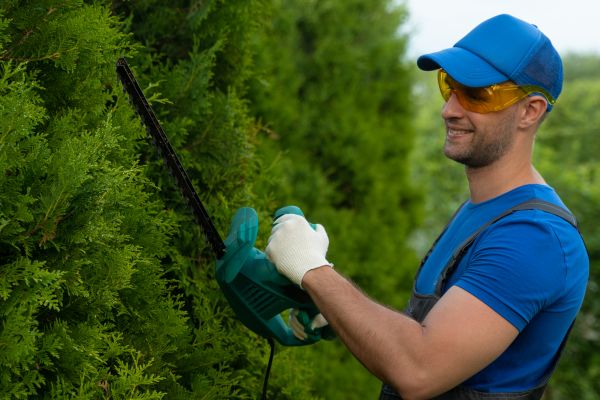 Cost of Tree Shaping Service in Shawnee