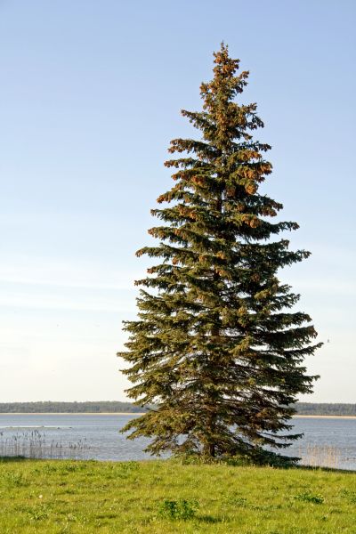 Spruce Tree Pruning in Shawnee