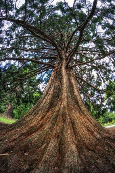 Cedar Tree Pruning in Shawnee