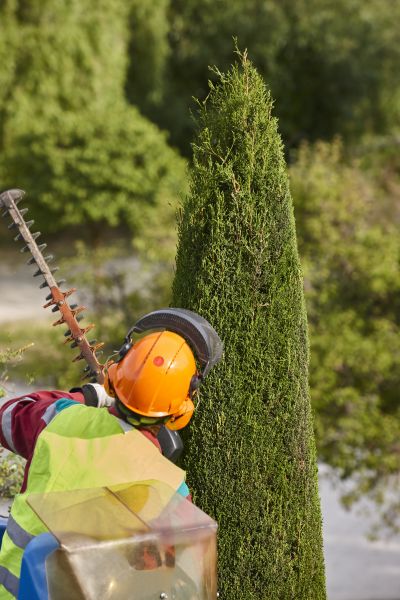 Cypress Tree Trimming in Shawnee