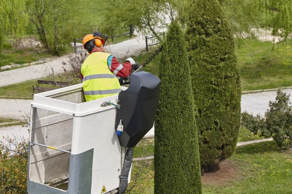 Cypress Tree Pruning in Shawnee