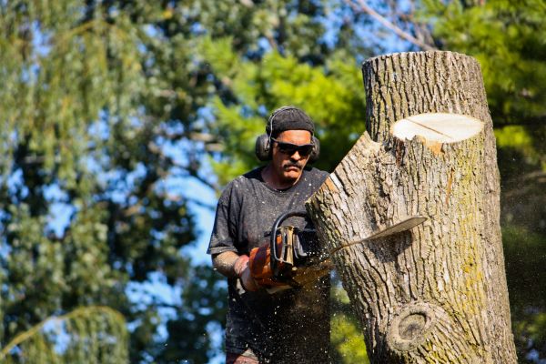 Ash Tree Pruning in Shawnee