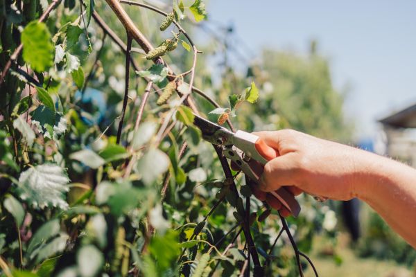 Birch Tree Pruning in Shawnee