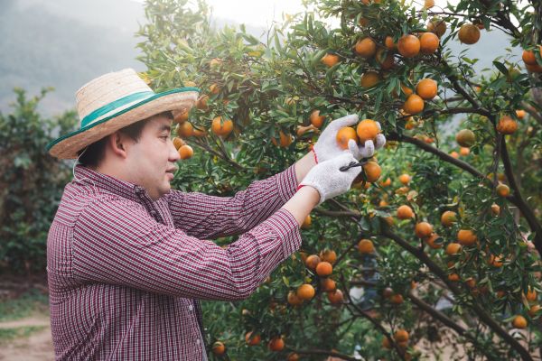Orange Tree Pruning in Shawnee