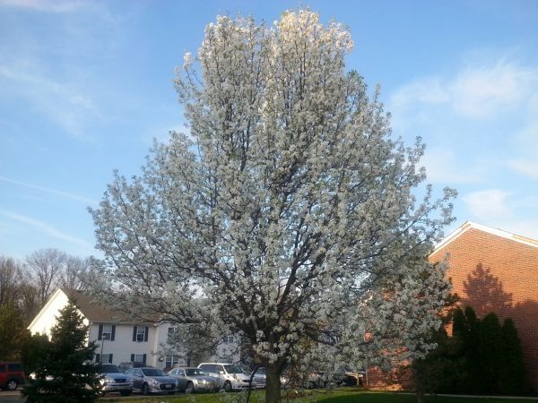 Bradford Pear Tree Pruning in Shawnee