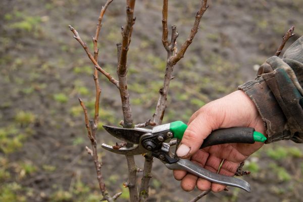 Pear Trees Pruning in Shawnee