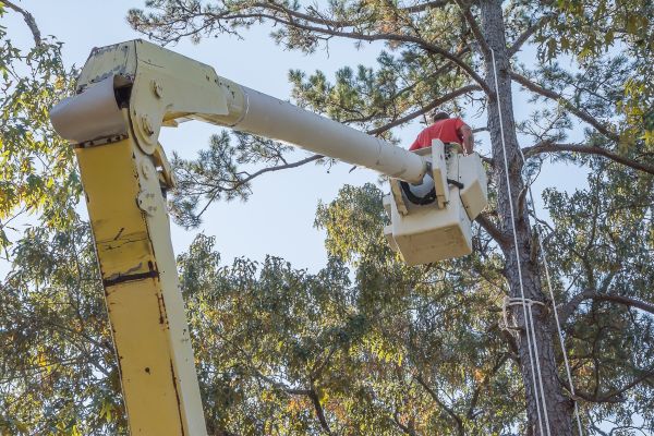 Cost of Limbs Trimming in Shawnee