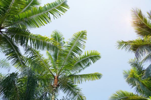 Cost of Queen Palm Tree Trimming in Shawnee