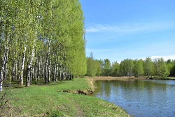 River Birch Pruning in Shawnee