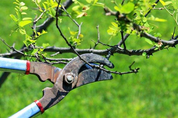 Branches Pruning in Shawnee