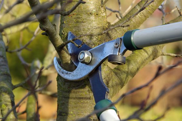 Tree Limb Trimming Service in Shawnee
