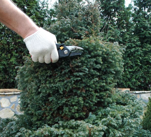 Cost of Ornamental Tree Trimming in Shawnee