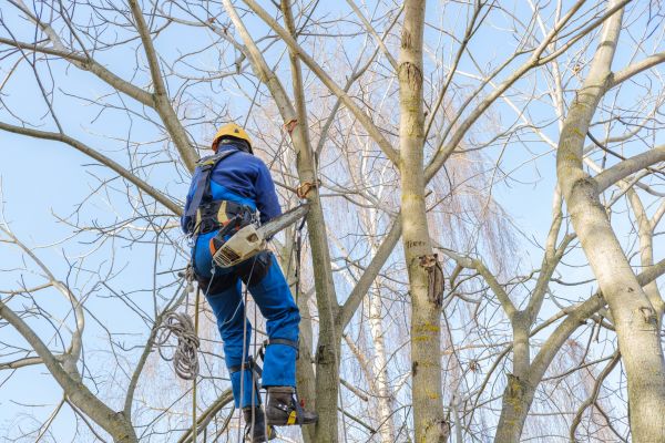 Cost of Large Tree Trimming in Shawnee