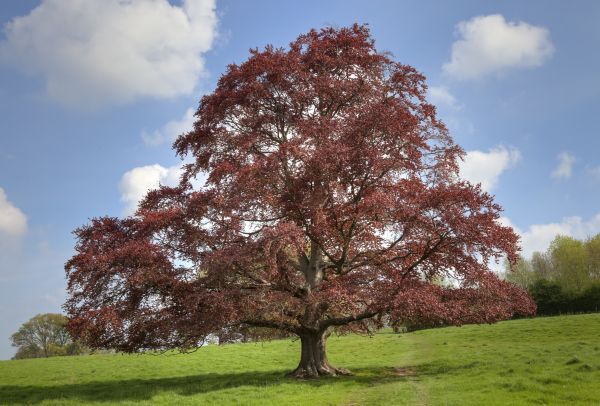 Cost of Beech Tree Pruning in Shawnee