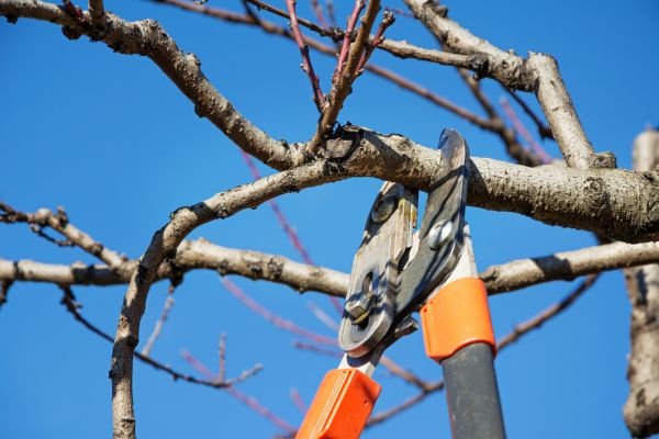 Tree Pruning in Shawnee