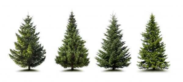 Cost of Pine Tree Trimming in Shawnee