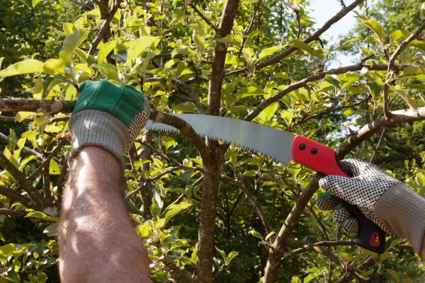Apple Tree Trimming in Shawnee