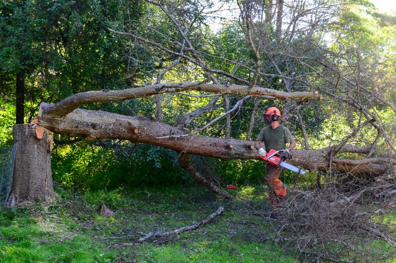 Tree Cutting Process