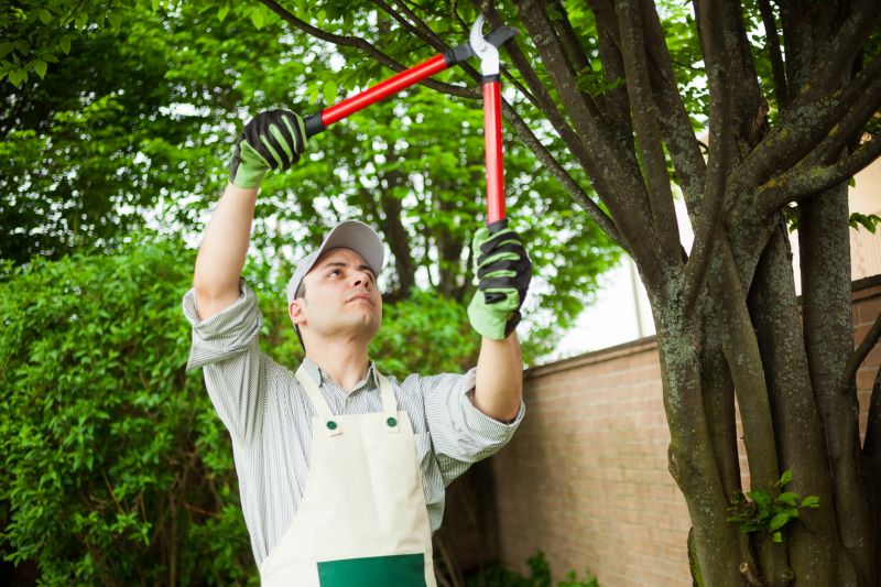 Arborist Pruning a Large Tree