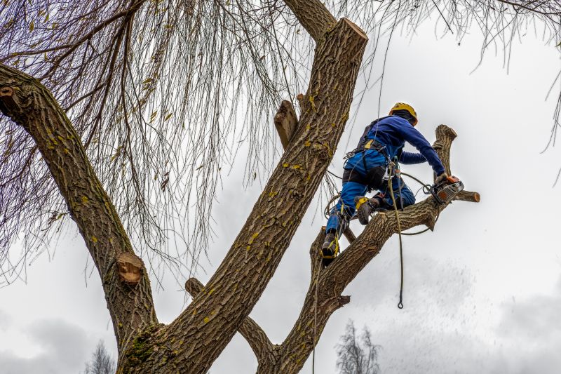 Arborist Using Climbing Gear