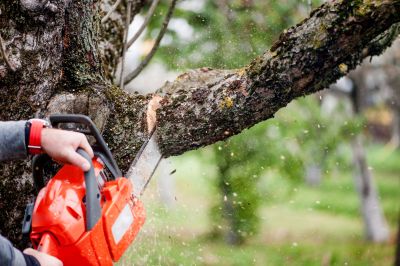 Tree Trimming Equipment Close-up