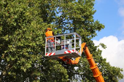 Arborist Working at Height