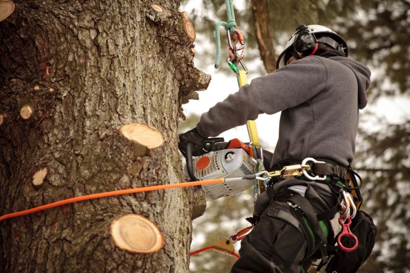 Tree Trimming in Progress