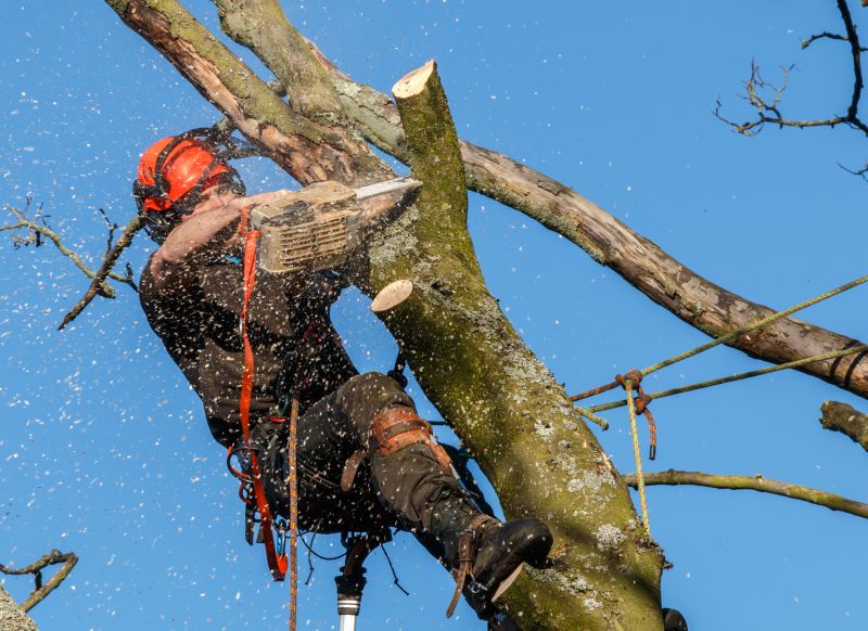 Safety First Tree Trimming