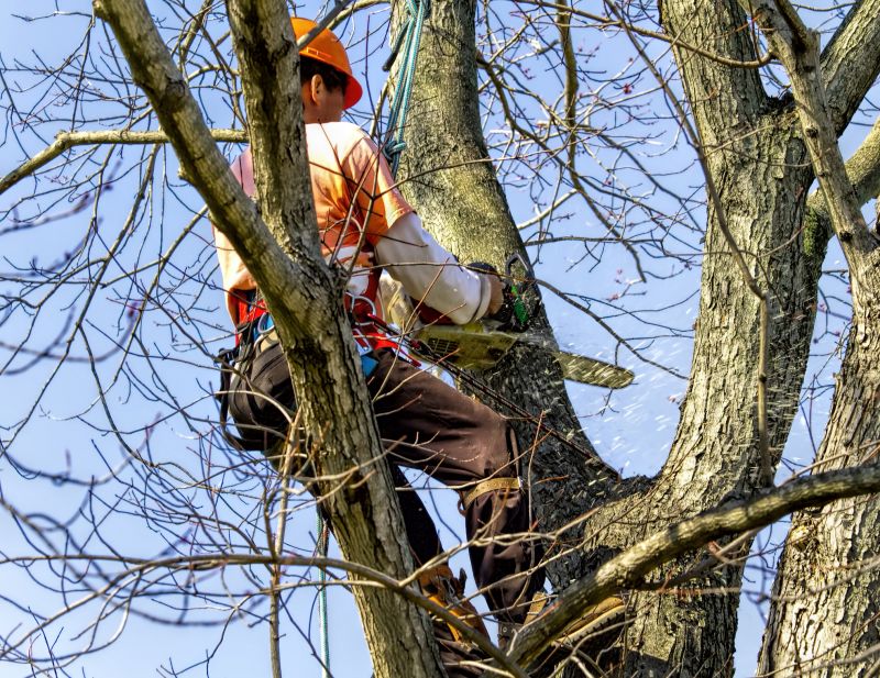 Tree Trimming Safety